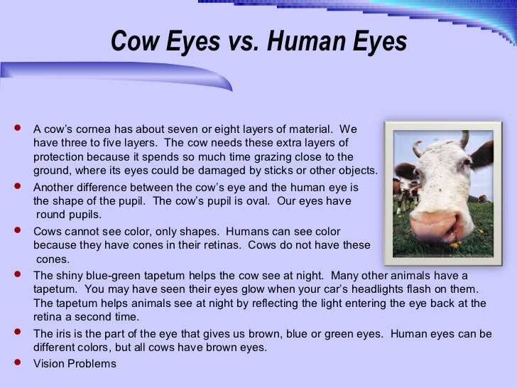 Comparison between human s and cow s eye cow eye diagram